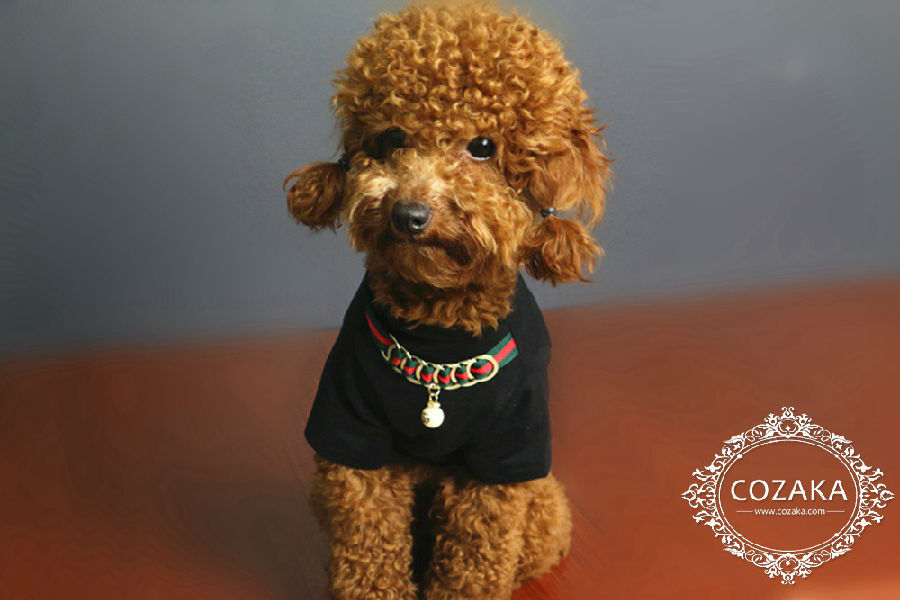 ドルチェ＆ガッバーナ 犬服 tシャツ dolce & gabbana おしゃれ小型犬