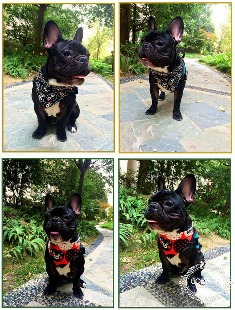 中型犬用三角スカーフ くまモン 黒