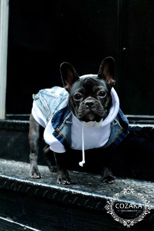 かわいい 小型犬洋服 ストリート
