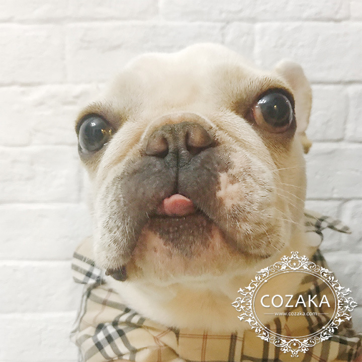 バーバリー ドッグシャツ チェック柄 バーバリー ドッグシャツ チェック柄