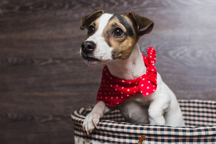 犬が服を嫌がったら、ゆっくり慣れさせて