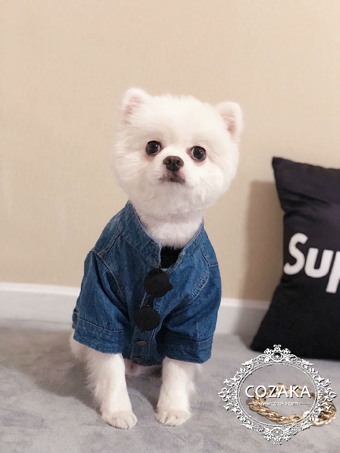 バレンシアガ 猫服 安価