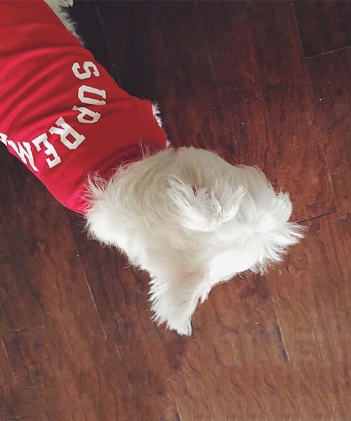 シュプリーム 犬 tシャツ,ストレート supreme ドッグウェア