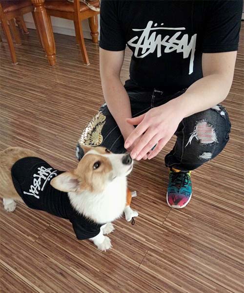 ステューシー 犬用 tシャツ 親子服,stussy 猫服 半袖 パロディー