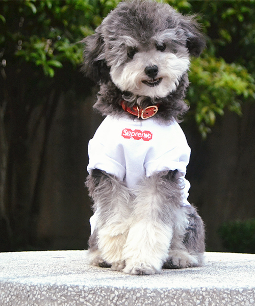 ヴェルサーチ メドゥーサtシャツ 犬服 versace 犬用 半袖 キラキラ 