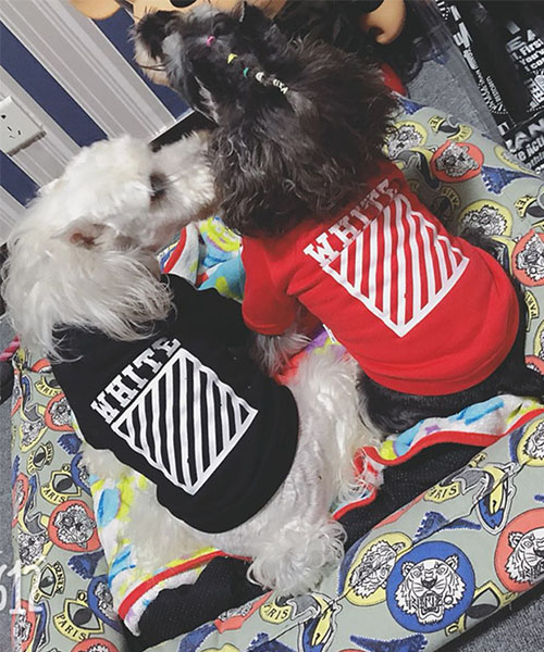 off-white 犬服 スウェット,裏起毛 オフホワイト ドッグウェア パーカー