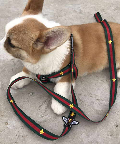 希少 美品✨GUCCI リード・ハーネスセット 犬用 ペット用品 GG - 首輪