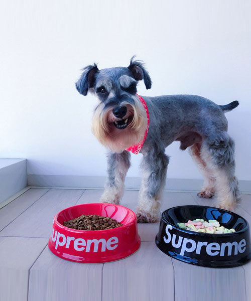 犬 フードボウル シュプリーム 陶磁器の容器 supreme ペットフード ...