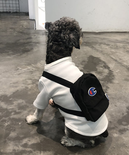 犬 champion コレクション 服